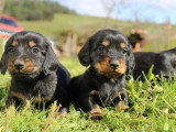 Portée de 4 chiots Teckels Standard poils longs LOF nés en février 2026 à réserver