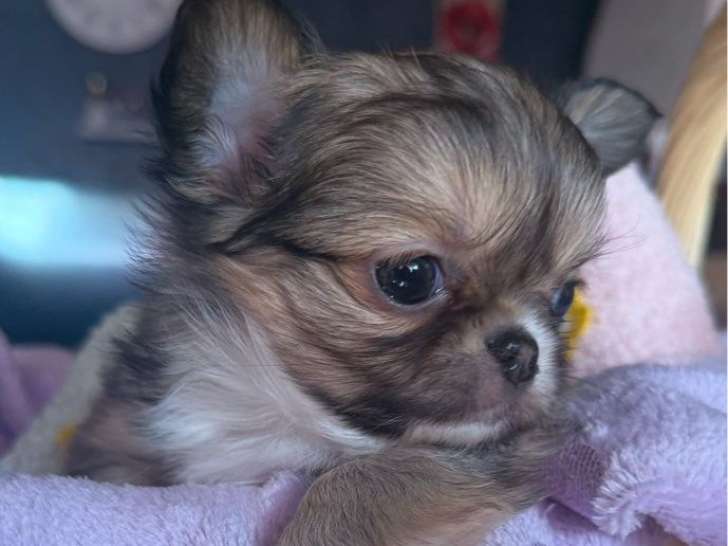 Portée de 3 chiots Chihuahua non LOF nés en février 2026 à vendre