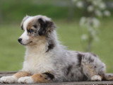 Chiot Berger Américain Miniature bleu merle mâle LOF à vendre