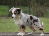 Chiot Berger Américain Miniature bleu merle mâle LOF à vendre