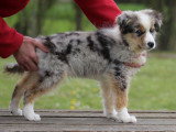 Chiot Berger Américain Miniature bleu merle mâle LOF à vendre
