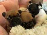 Chiots Bouledogue Français LOF à réserver