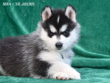 Chiots Husky LOF à vendre