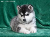 Chiots Husky LOF à vendre