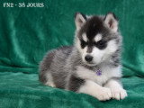 Chiots Husky LOF à vendre
