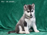 Chiots Husky LOF à vendre