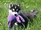 Chiots Husky LOF à vendre