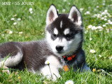 Chiots Husky LOF à vendre