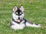 Chiots Husky LOF à vendre