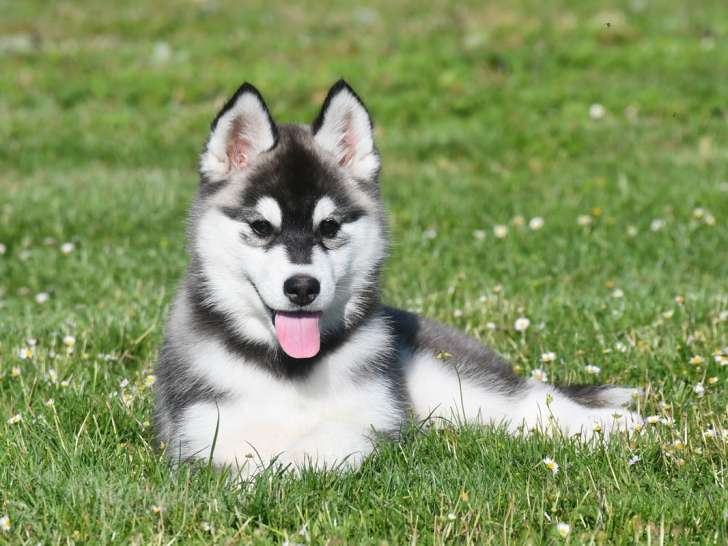 Chiots Husky LOF à vendre