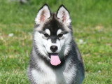 Chiots Husky LOF à vendre
