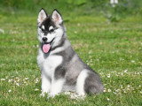 Chiots Husky LOF à vendre