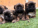 Portée de 4 chiots Shih Tzu mâles fauve charbonné LOF février 2026 à réserver