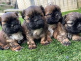 Portée de 4 chiots Shih Tzu mâles fauve charbonné LOF février 2026 à réserver