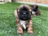 Portée de 4 chiots Shih Tzu mâles fauve charbonné LOF février 2026 à réserver