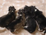 4 chiots mâles Malamute de l'Alaska LOF nés en avril 2026 à réserver