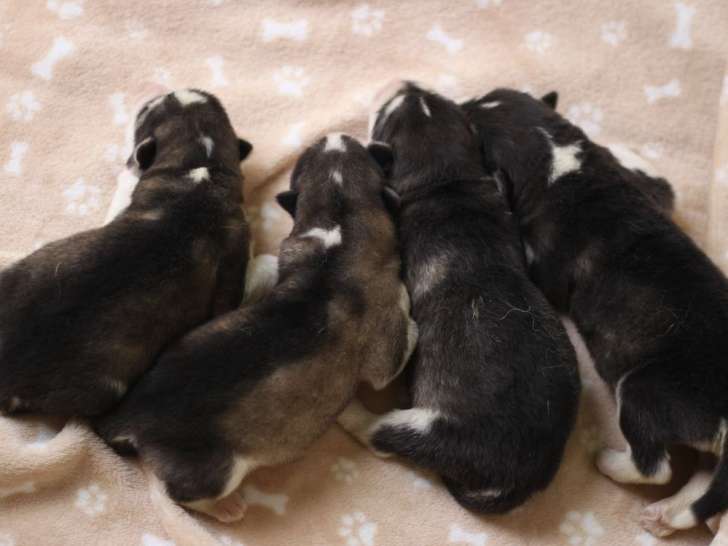 4 chiots mâles Malamute de l'Alaska LOF nés en avril 2026 à réserver