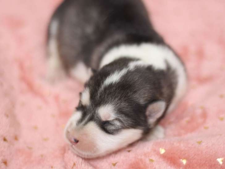 Réservation chiot femelle Malamute de l'Alaska LOF avril 2026