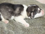 Réservation chiot femelle Malamute de l'Alaska LOF avril 2026