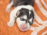 Réservation chiot femelle Malamute de l'Alaska LOF avril 2026