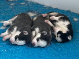 Chiots Pomsky femelles à vendre