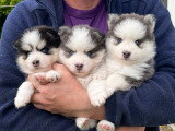 Les 3 Princesses