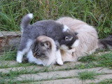 Habituées aux chats