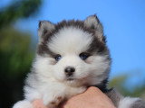 Billie femelle bleue Poids estimé 7kg max