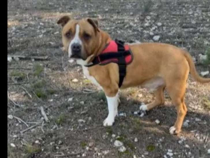 Disponible à l'adoption : chien Staffordshire Américain Terrier de 10 ans