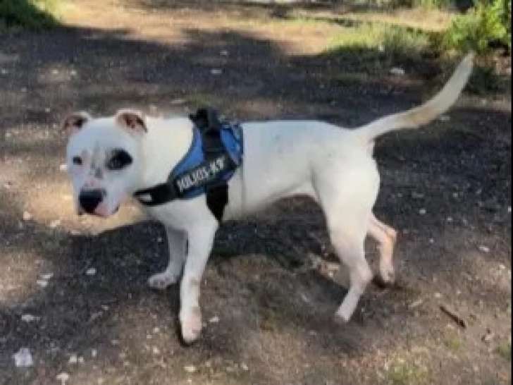 À adopter : chien Dogue Argentin blanc de 6 ans
