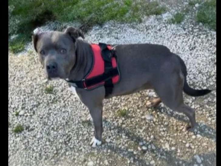 Prête pour l'adoption : chienne Dogue grise de 5 ans