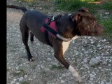 En attente d'un foyer : chien Dogue de 8 ans