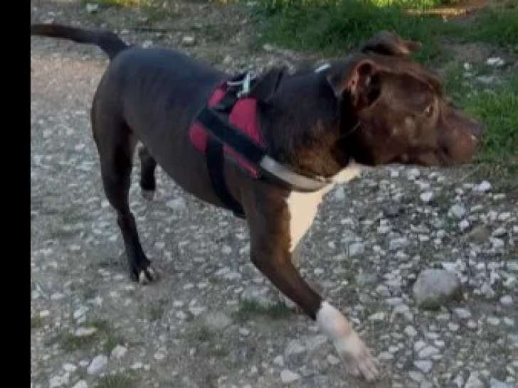 En attente d'un foyer : chien Dogue de 8 ans