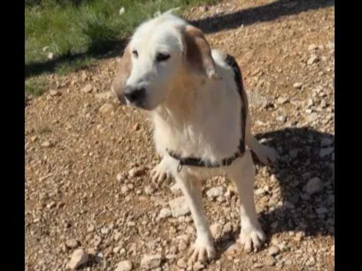 À accueillir : chien au pelage beige de 6 ans