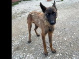 En quête d'un foyer : chien Berger Malinois au pelage fauve charbonné de 3 ans