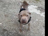 Disponible à l'adoption : chien Shar Pei beige de 5 ans