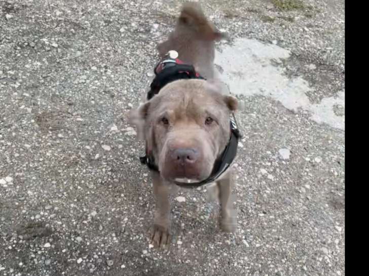 Disponible à l'adoption : chien Shar Pei beige de 5 ans