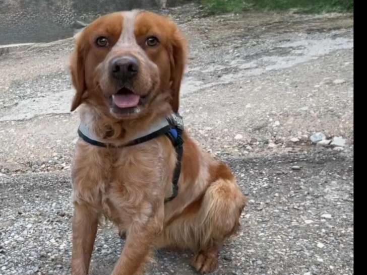 À adopter : chien Épagneul Breton de 2 ans