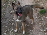 En attente d'adoption : chien Berger Malinois de 7 ans