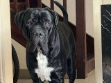 À la recherche d'une famille : chien Cane Corso noir de 3 ans