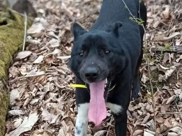 À accueillir : chien de 3 ans au pelage noir et blanc