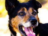 À adopter : chien Berger noir et feu de 9 ans