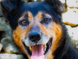 À adopter : chien Berger noir et feu de 9 ans
