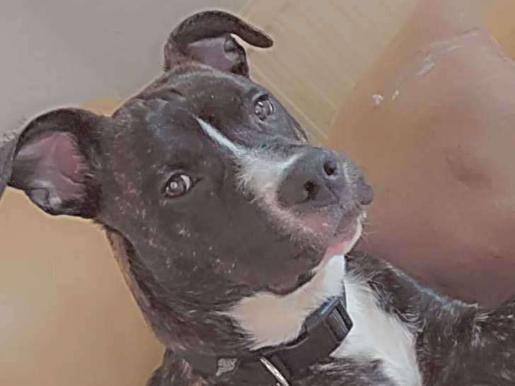 En quête d'un foyer : chiot mâle bringé de 7 mois