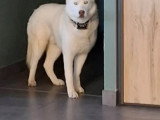 Disponible à l'adoption : chien Husky de Sibérie blanc de 2 ans