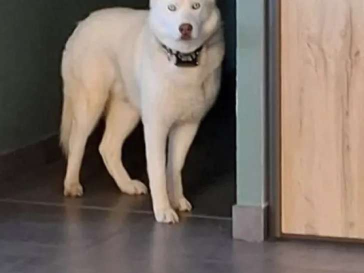 Disponible à l'adoption : chien Husky de Sibérie blanc de 2 ans