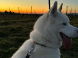 Disponible à l'adoption : chien Husky de Sibérie blanc de 2 ans