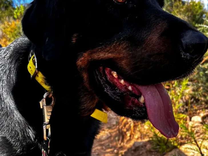 Adoption disponible : chien au pelage noir de 5 ans