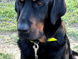 Adoption disponible : chien au pelage noir de 5 ans