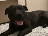 À la recherche d'une famille : chien Staffordshire Bull Terrier bringé de 5 ans